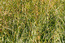 Остроосоковый болотистый луг (асс. Caricetum gracilis) в обширном понижении центральной зоны острова Зубатинского. Г.Таран.