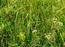Носатоосоковое болото (асс. Caricetum rostratae) в обширной обводненной депрессии притеррасной зоны. На переднем плане – побеги веха ядовитого и наумбургии. Окр. Сургута. В.Тюрин.