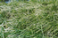 Пузырчатоосоковые болотистые луга (асс. Caricetum vesicariae) небольшими участками встречаются по обводненным берегам стариц. О-в Зубатинский. Г.Таран.