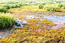 Сообщества болотного мха дрепаноклада крючковато-изогнутого (асс. Drepanocladetum adunci) изредка отмечаются в пойме средней Оби на илистых берегах соров. Окр. Сургута, о-в Заячий. В.Тюрин.