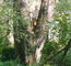 Тополь белый (Populus alba L.) в степных поймах большей частью истреблен, т.к. произрастает на выровненных участках зрелой поймы, удобных для косьбы, пастьбы и огородничества. Пойма Алея у с.Локоть. И.Макунин.