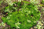 Там же. Трансформация травостоя, обусловленная разрастанием кукушкина льна (Polytrichum commune, «кругляш» на снимке). В.Тюрин.
