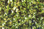 Сообщества стрелолиста обыкновенного (асс. Sagittario-Sparganietum emersi) весьма обычны в старицах средней Оби. Окр. Сургута. В.Тюрин.