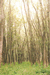 Ветловые леса (асс. Phalaroido-Salicetum albae) – характерный компонент растительности обской поймы. Приспевающий ветляник гигрофильноразнотравный в пойме верхней Оби. И.Смелянский.