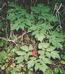 Воронец красноплодный (Actaea erythrocarpa Fisch.) – обитатель редко затопляемых пойменных лесов в пределах таежной зоны. Г.Таран.