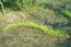 Полевица побегоносная (Agrostis stolonifera L.) –  обитатель прирусловых отмелей и длительно заливаемых озерных депрессий. При затоплении образует длинные плети, взвешенные в толще воды, которые затем укореняются на илистом грунте. В.Тюрин.