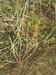Лисохвост равный (Alopecurus aequalis Sobol.) – нитрофильный однолетник, также очень характерен для переувлажненных грунтовых дорог. В.Тюрин.