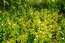 Ветреница вильчатая (Anemonidium dichotomum (L.) Holub) – обитатель влажных лугов, лесов и кустарниковых зарослей в поймах Сибири в пределах таежной зоны. Нередко доминирует в травостое. В.Тюрин.