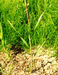 Северолюбка рыжеватая (Arctophila fulva (Trin.) Anderss.) – земноводный вид, обитатель прирусловых илистых отмелей и длительно заливаемых обских соров. В.Тюрин.