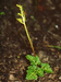 Гроздовник многораздельный (Botrychium multifidum (S.G.Gmel.) Rupr.) – низкорослый малозаметный папоротник, спорадически отмечается во влажных лугах, лесах и кустарниках в поймах таежной зоны. В.Тюрин.