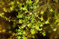 Красовласка болотная (Callitriche palustris L.) – земноводный однолетник, обычный в неглубоких временных водоемах и на илистых отмелях. В воде образует бледные, вытянутые, стремящиеся к поверхности воды стебли с удлиненными междоузлиями. В.Тюрин
