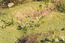 Красовласка болотная (Callitriche palustris L.) – после спада воды покрывает почву в виде низкорослых ярко-зеленых ковриков. Характерна для переувлажненных грунтовых дорог и сообществ пойменного эфемеретума. Г.Таран