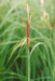 Осока острая (Carex acuta L.) – один из наиболее распространенных и активных видов пойм Обь-Иртышского бассейна. В таежной зоне образует обширнейшие луговые массивы. В.Тюрин.