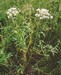 Вех ядовитый (Cicuta virosa L.) – обитатель травяных болот, особенно характерен для приозерных сплавин. Его отвар входил в состав напитка, которым был отравлен Сократ. В.Тюрин.