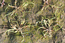 Coleanthus subtilis (Tratt.) Seidel (Poaceae). V.Tyurin.