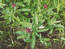 Сабельник болотный (Comarum palustre L.) – типичный вид травяных, кустарниковых и лесных болот. Нередко отмечается в большом обилии. В.Тюрин.