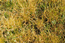 Сыть бурая (Cyperus fuscus L.) – отмельный однолетник, типичный представитель пойменного эфемеретума. В наибольшем обилии развивается в поймах крупных рек в пределах лесостепной и степной зон, где порой образует сообщества. И.Макунин.