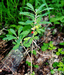 Волчник обыкновенный (Daphne mezereum L.) – изредка отмечается в составе редко затопляемых пойменных лесов. Ядовит. В.Тюрин.