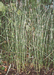 Хвощ зимующий (Equisetum hyemale L.) – длиннокорневищный многолетник, характерный для песчаных пойменных почв. В лесостепной зоне образует сплошные заросли под пологом молодых осокоревых лесов, к северу чаще отмечается под пологом молодых пойменных березняков. В таежной зоне в качестве доминанта редок. Г.Таран.