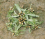 Filaginella pilularis (Wahlenb.) Tzvel. (Asteraceae). G.Taran.