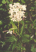 Filipendula ulmaria (L.) Maxim. (Rosaceae). V.Tyurin.