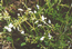 Подмаренник болотный (Galium palustre L.) – длиннокорневищный многолетник, обитатель болотистых и влажных лугов, травяных и кустарниковых пойменных болот. В.Тюрин.