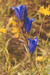 Горечавка легочная (Gentiana pneumonanthe L.) – короткокорневищный многолетник, обитатель влажных лугов, кустарниковых зарослей и разреженных лесов. Один из самых красивых пойменных видов. Г.Таран.