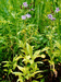 Lactuca sibirica (L.) Maxim. (Asteraceae). V.Tyurin.