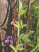Чина волосистая (Lathyrus pilosus Cham.) – длиннокорневищный многолетник, обитатель влажных лугов, лесов и кустарников. Очень схожа по виду с чиной болотной. В.Тюрин.