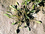 Лужница водяная (Limosella aquatica L.) – однолетник, пойменный эфемер, обитатель илистых и илисто-песчаных отмелей, изредка отмечается на переувлажненных участках грунтовых дорог. В.Тюрин.
