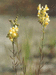 Linaria vulgaris Mill. (Scrophulariaceae). V.Tyurin.