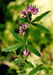 Lupinaster pentaphyllus Moench (Fabaceae). V.Tyurin.