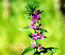 Дербенник иволистный (Lythrum salicaria L.) – короткокорневищный многолетник, обитатель влажных и болотистых лугов и травяных болот. В.Тюрин.