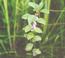 Мята полевая (Mentha arvensis L.) – подземностолонный многолетник, характерный обитатель прирусловых отмелей. В.Тюрин.