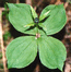 Вороний глаз обыкновенный (Paris quadrifolia L.) – короткокорневищный многолетник, нередко отмечается в составе пойменных лесов высокого уровня. В.Тюрин.