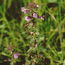 Pedicularis karoi Freyn (Scrophulariaceae). V.Tyurin.