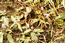Горец земноводный (Persicaria amphibia (L.) S.F.Gray) – наземностолонный многолетник, обитатель неглубоких временных водоемов, илистых берегов, болотистых и влажных лугов. В водоемах иногда образует небольшие по площади сообщества. Г.Таран.