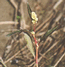 Горец шероховатый (Persicaria scabra (Moench) Mold.) – однолетник, обитатель прирусловых отмелей и влажных нарушенных участков, в частности, грунтовых дорог. В.Тюрин.