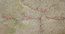 Спорыш волховский (Polygonum volchovense Tzvel.) – однолетник, пойменный эфемер, характерный обитатель илистых отмелей в пределах таежной зоны. Г.Таран