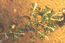 Рдест пронзеннолистный (Potamogeton perfoliatus L.) – один из наиболее обычных видов в поймах Обь-Иртышского бассейна. Нередко образует сообщества. В.Тюрин.