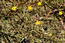 Лютик распростертый (Ranunculus reptans L.) – низкорослый ползучий многолетник, тяготеющий к илистым берегам рек и внутрипойменных соров. В.Тюрин.
