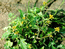 Жерушник болотный (Rorippa palustris (L.) Bess.) – одно-двулетник, характерный компонент сообществ пойменного эфемеретума и переувлажненных нарушенных местообитаний. На отмелях представлен короткоживущей однолетней формой. В.Тюрин.