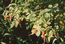 Шиповник иглистый (Rosa acicularis Lindl.) – кустарник, который в таежной зоне входит в состав пойменных лесов, а южнее – и в состав кустарниковых сообществ. Куст с плодами. В.Тюрин.