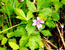 Княженика (Rubus arcticus L.) – ползучий полукустарничек, обитатель лесных и кустарниковых пойменных болот, а также влажных пойменных лесов в пределах таежной зоны. В.Тюрин.