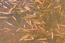Стрелолист плавающий (Sagittaria natans Pall.) – гидрофит, наиболее характерен для пойменных водоемов в пределах таежной зоны. Г.Таран.