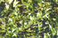 Стрелолист обыкновенный (Sagittaria sagittifolia L.) – гелофит, широко распространенный в поймах Обь-Иртышского бассейна. Нередко образует сообщества. В.Тюрин.