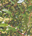 Ива пятитычинковая (Salix pentandra L.) – кустарник или кустовидное дерево, характерный вид эвтрофных пойменных болот. В пределах таежной зоны также отмечается в составе влажных лесов и кустарниковых зарослей. В.Тюрин.