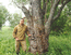 Ива прутовидная (Salix viminalis L.) – на юге Западной Сибири чаще имеет форму кустарника высотой 4-5 м, на севере – форму кустовидного дерева высотой до 15 м. На снимке запечатлен отмирающий экземпляр рекордной толщины: 70 см в диаметре на уровне груди! Пойма средней Оби в окр. Сургута. В.Тюрин.