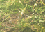 Камыш бокоцветковый (Scirpus lateriflorus J.F.Gmelin) – однолетник, пойменный эфемер, распространенный от Средней Азии до Индии и Австралии. В Западной Сибири находится на северной границе ареала. Пойма верхней Оби. И.Смелянский.