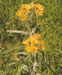 Senecio tataricus Less. (Asteraceae). G.Taran.